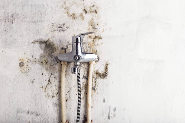 Best Home Mold Removal  in Buena Vista, GA