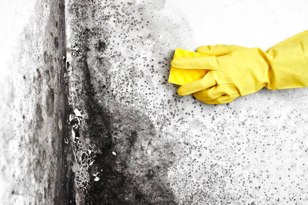 Best Office Mold Removal Services  in Buena Vista, GA