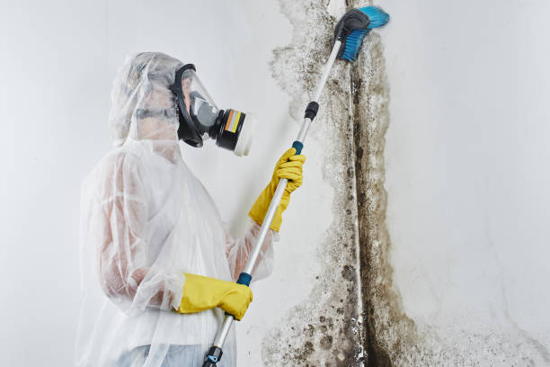 Best Mold Removal Company Near Me  in Buena Vista, GA
