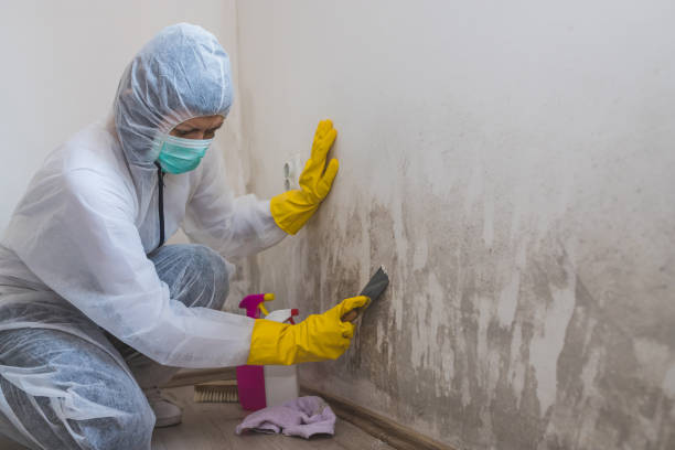 Best Toxic Mold Removal  in Buena Vista, GA
