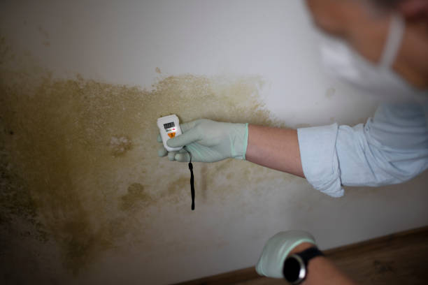 Best Fast Mold Removal  in Buena Vista, GA