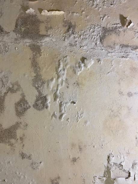 Best Certified Mold Removal  in Buena Vista, GA