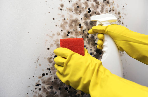 Best Mold Damage Repair  in Buena Vista, GA