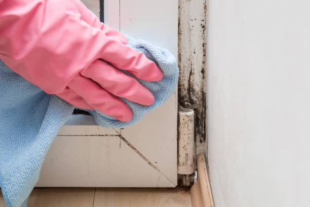 Best Attic Mold Removal  in Buena Vista, GA
